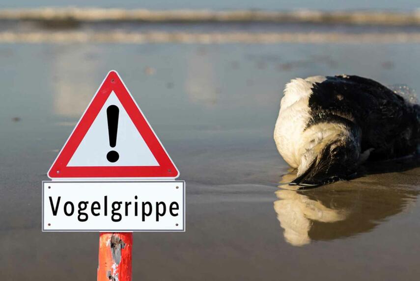 NRW-Kreis Wesel: Vogelgrippe breitet sich aus
